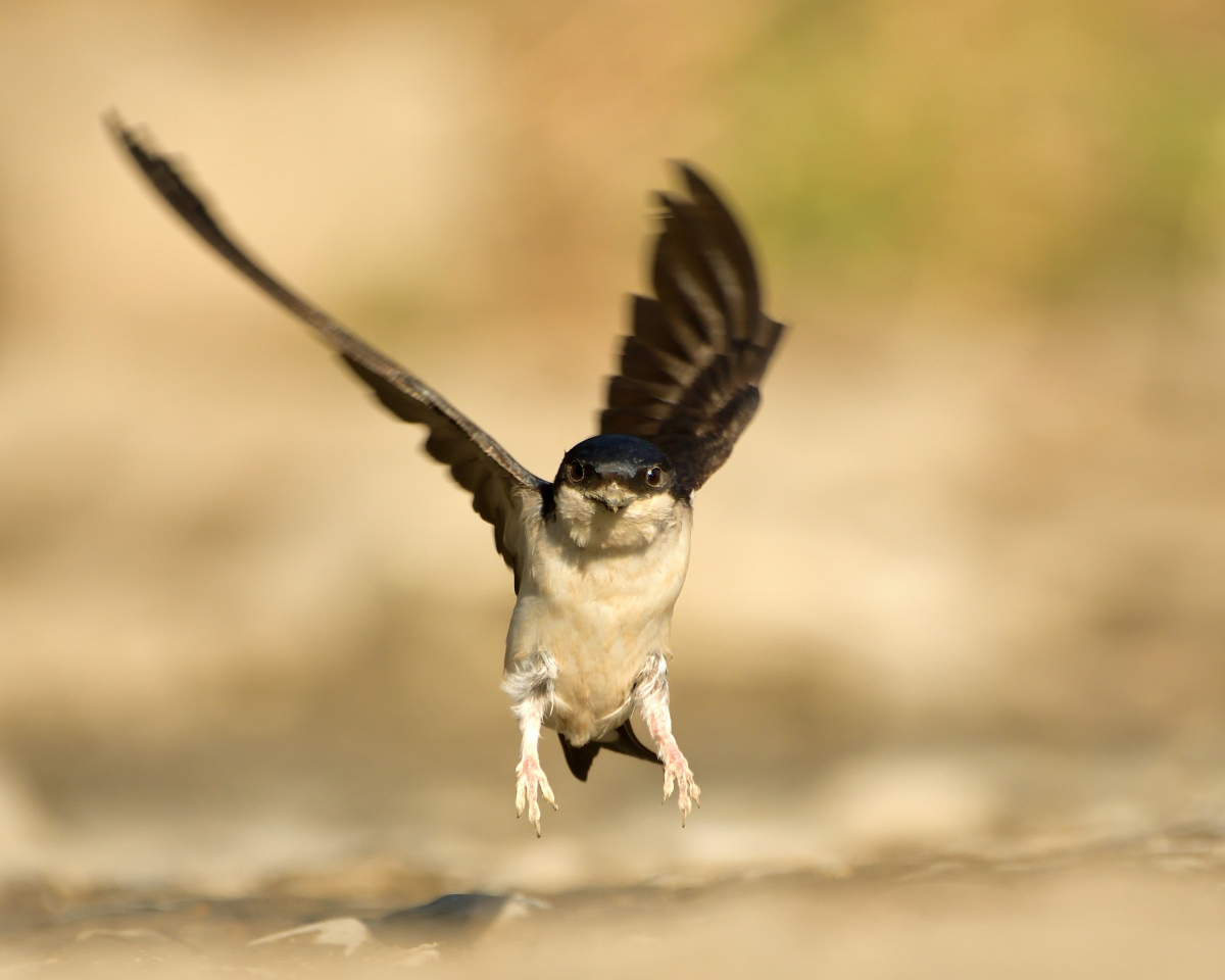 Western House Martin