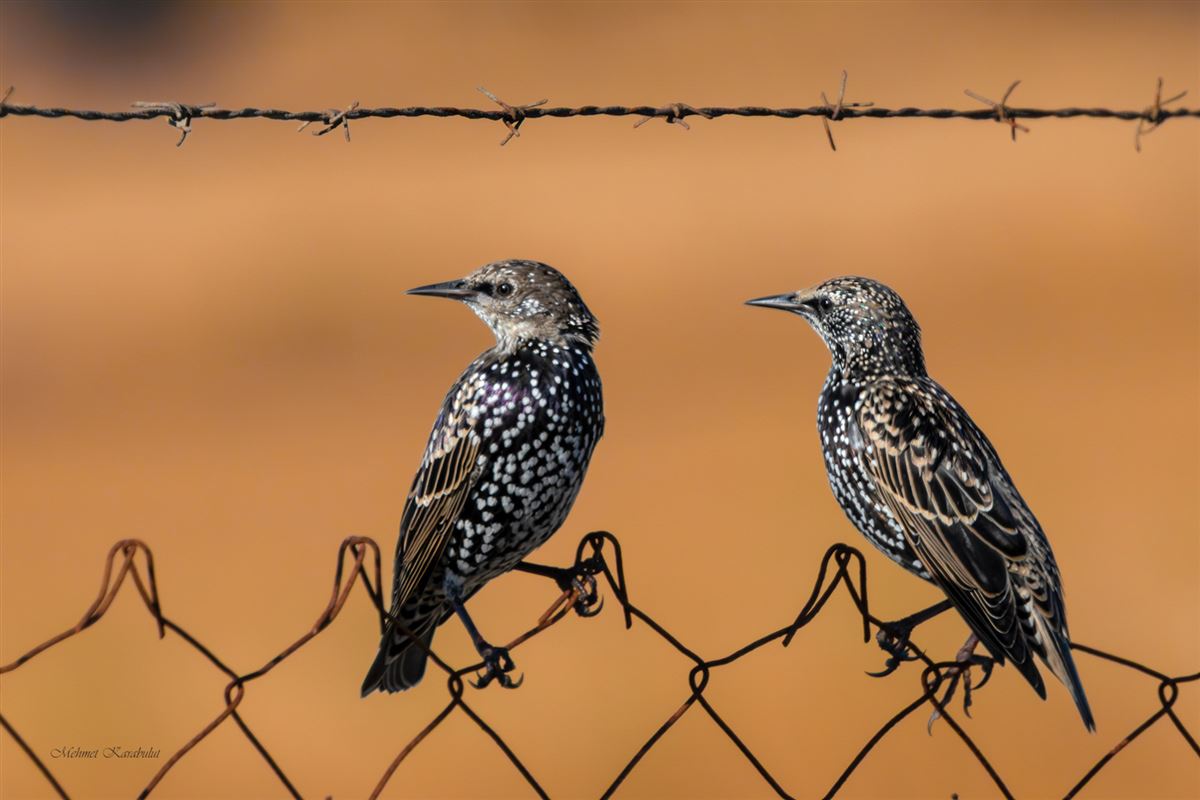Common Starling