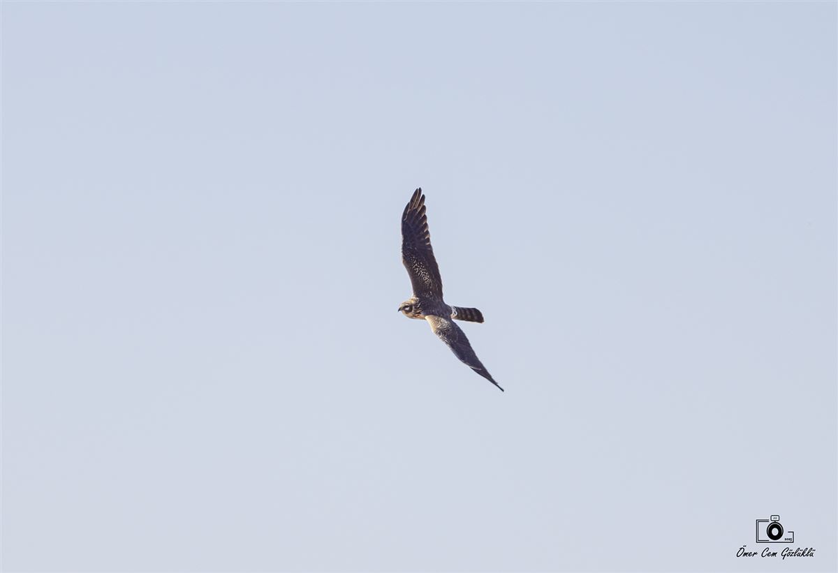 Pallid Harrier
