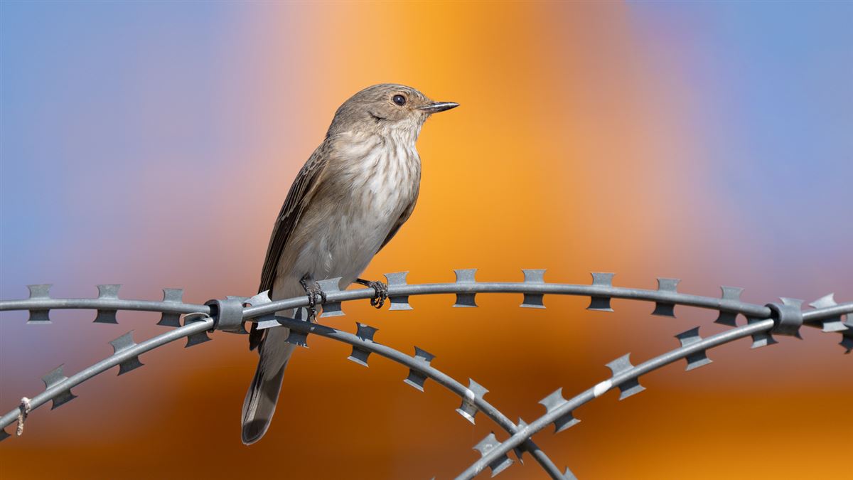 Spotted Flycatcher