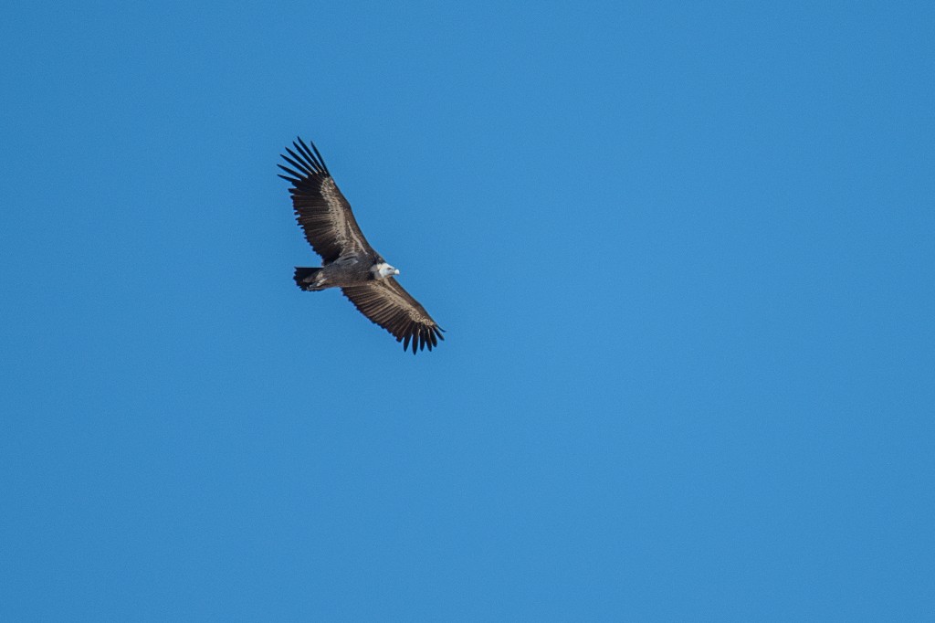 Griffon Vulture