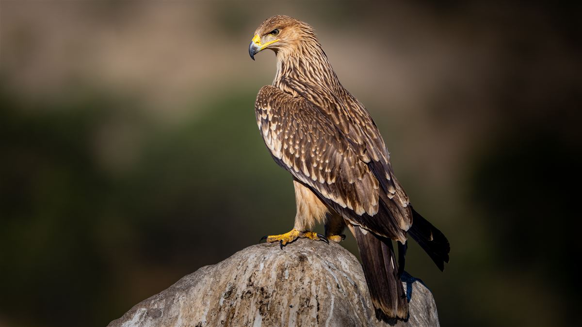 Eastern Imperial Eagle