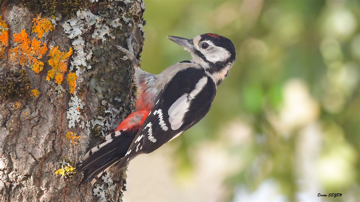 Great Spotted Woodpecker