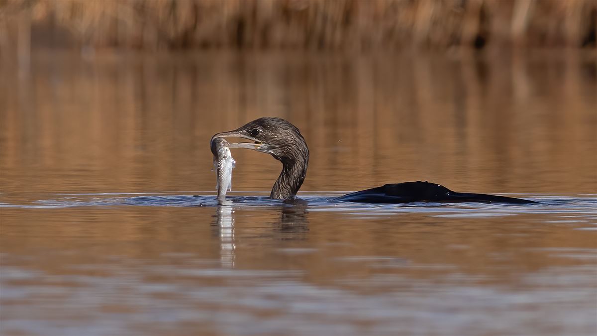 Pygmy Cormorant