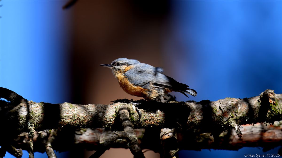 Eurasian Nuthatch