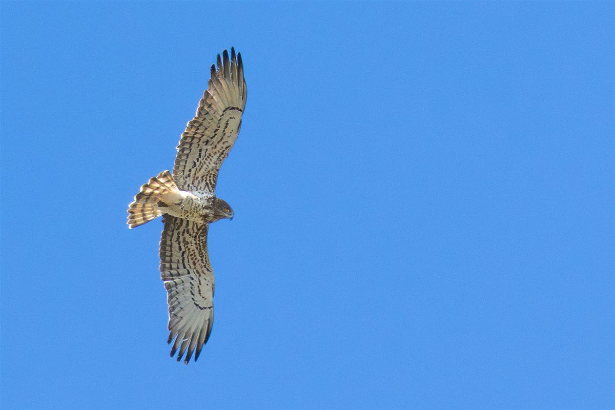 Short-toed Snake Eagle