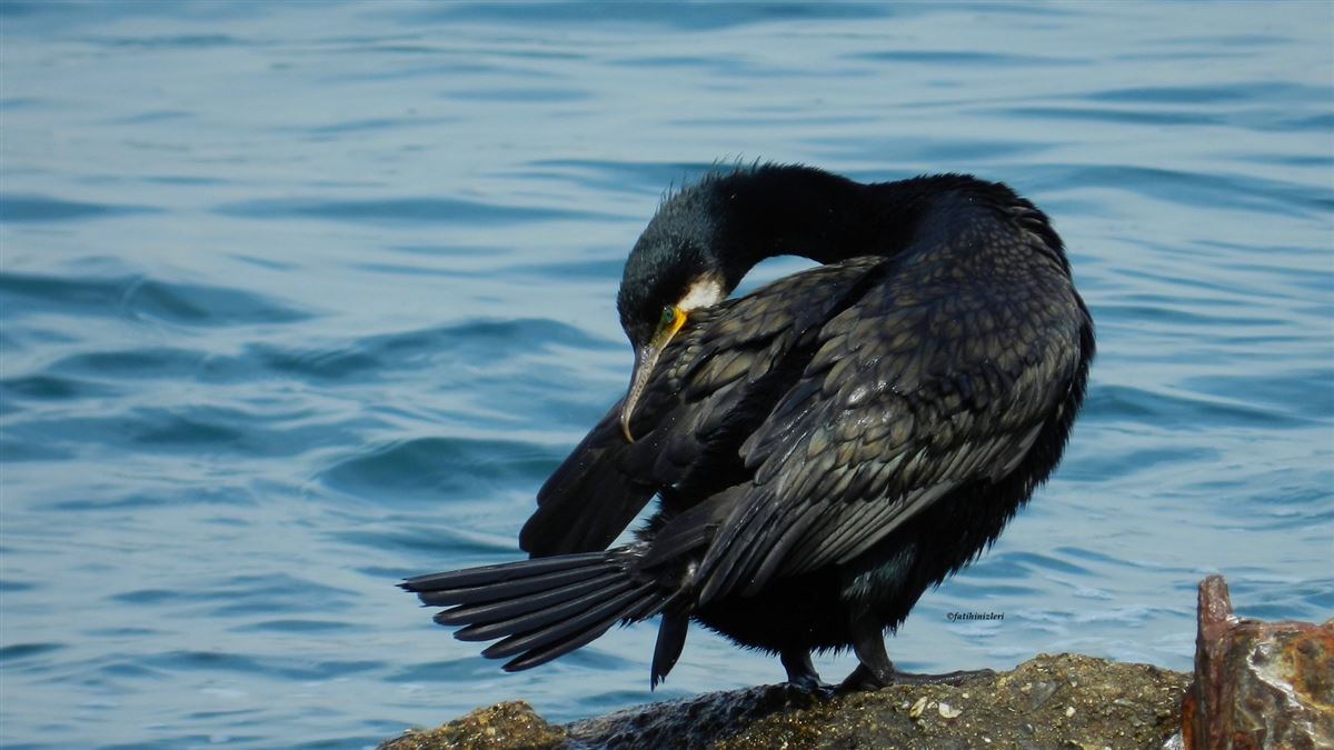 Great Cormorant