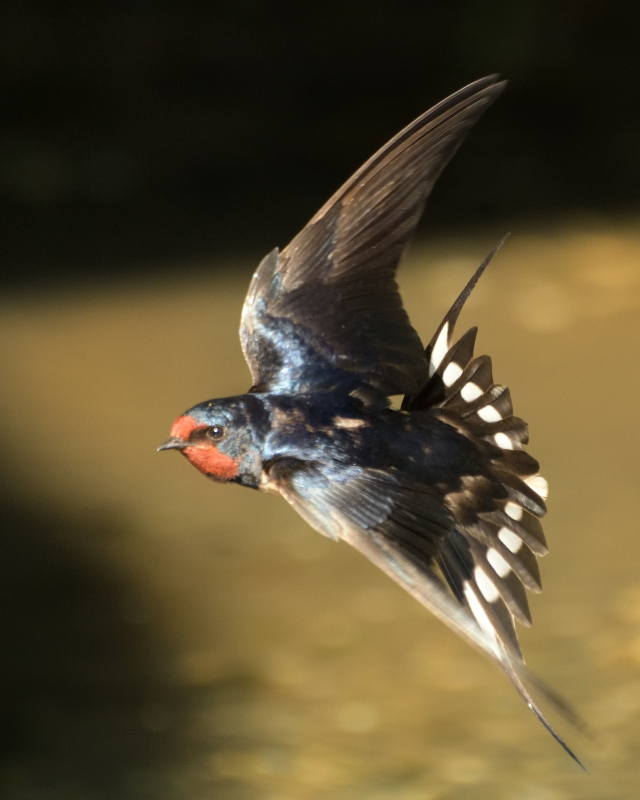 Barn Swallow