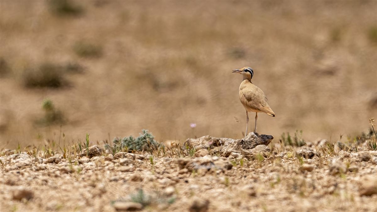 Cream-colored Courser