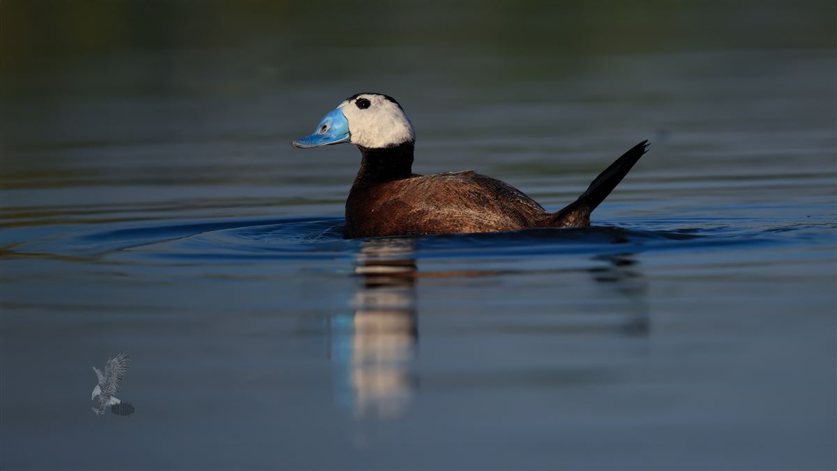 White-headed Duck