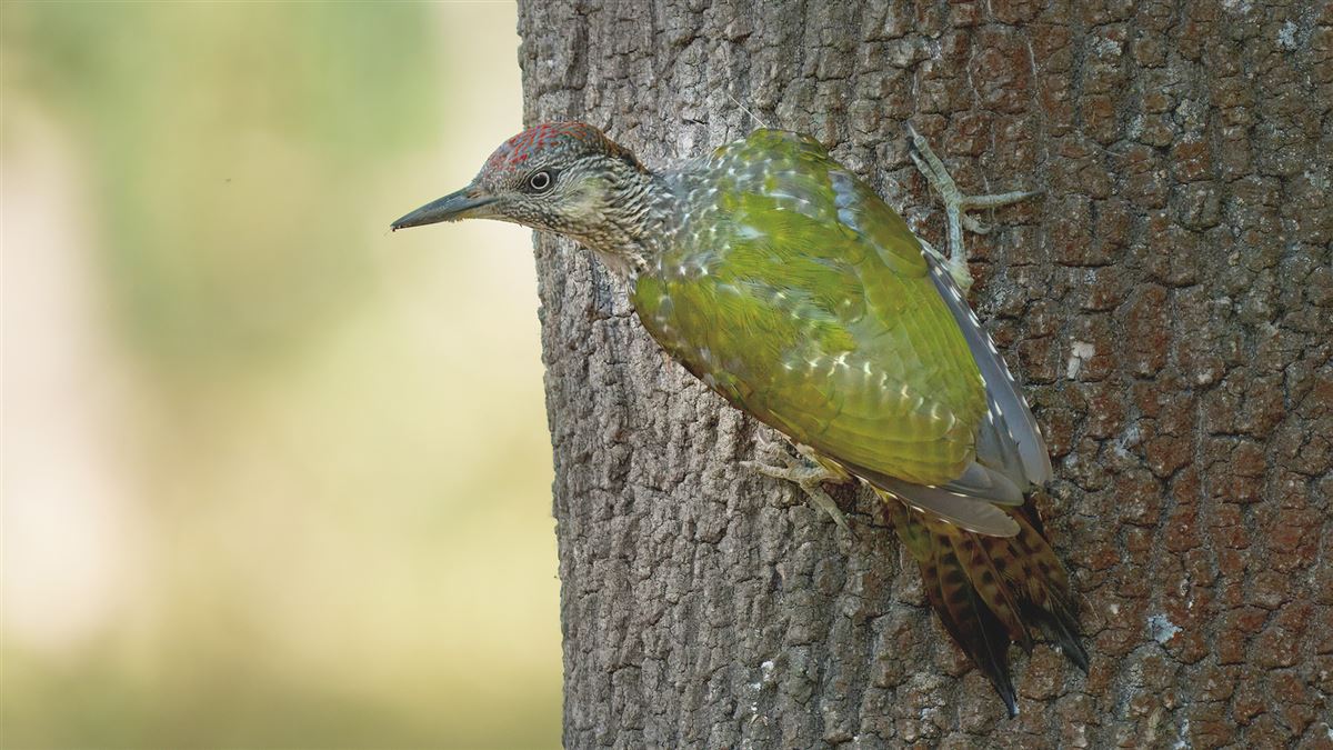 European Green Woodpecker