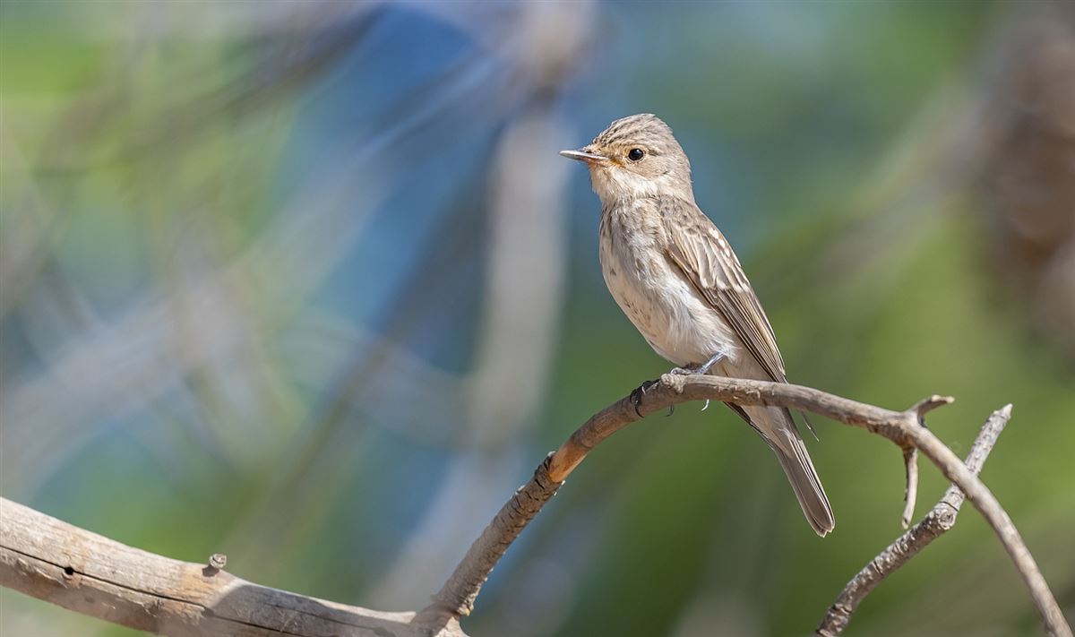 Spotted Flycatcher