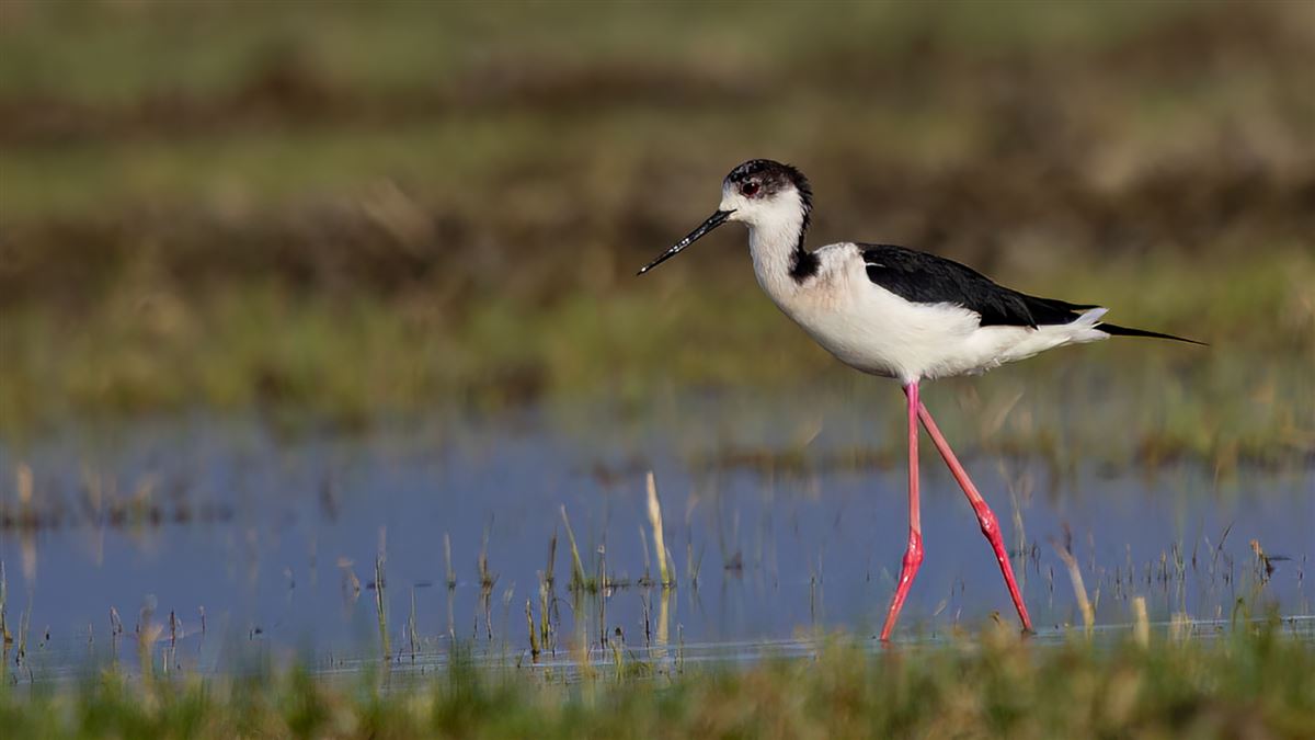 Black-winged Stilt