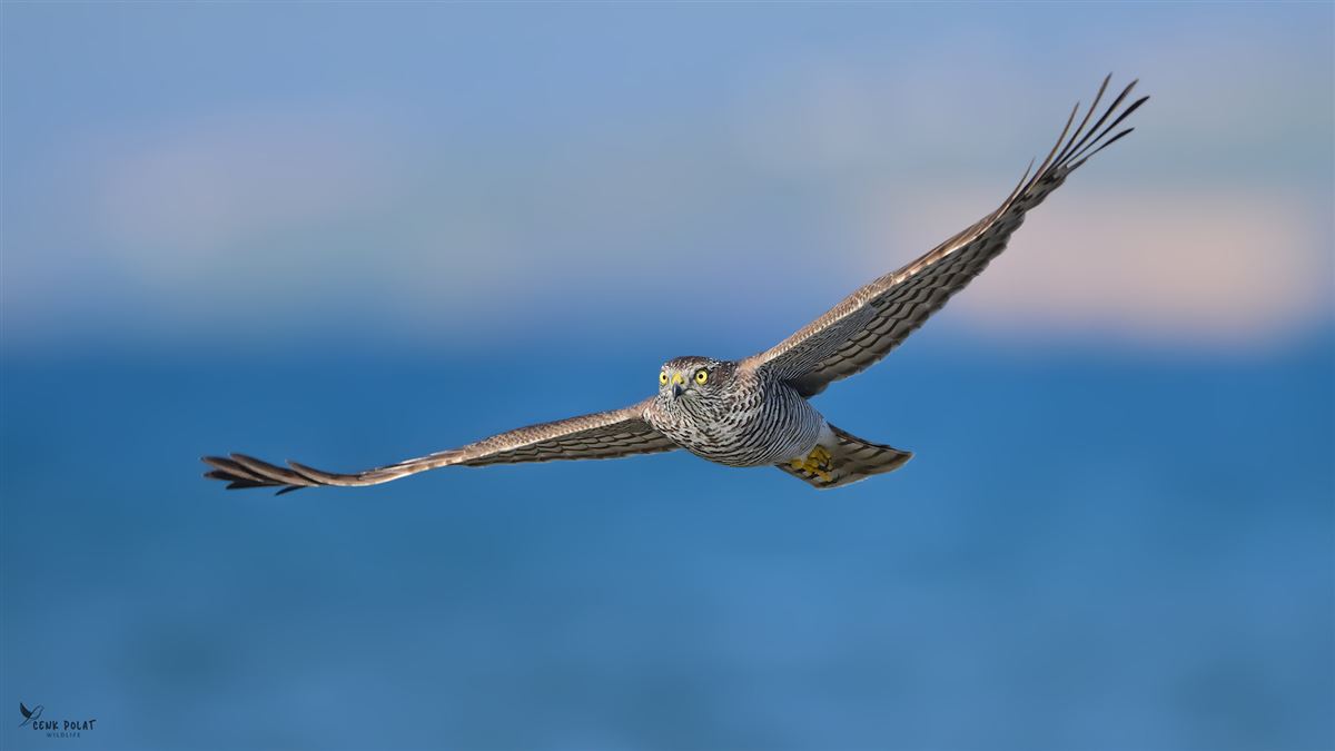 Eurasian Sparrowhawk