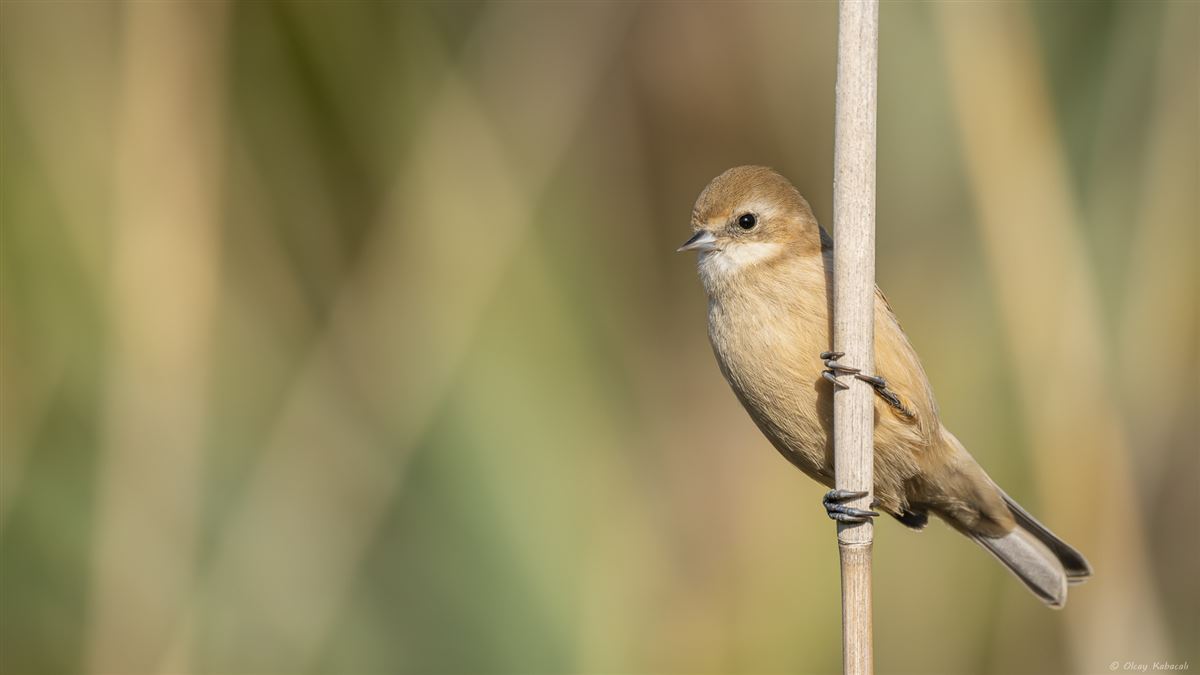 Eurasian Penduline Tit