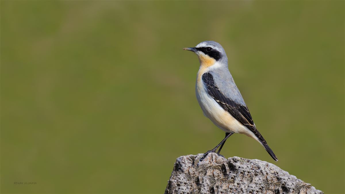 Northern Wheatear