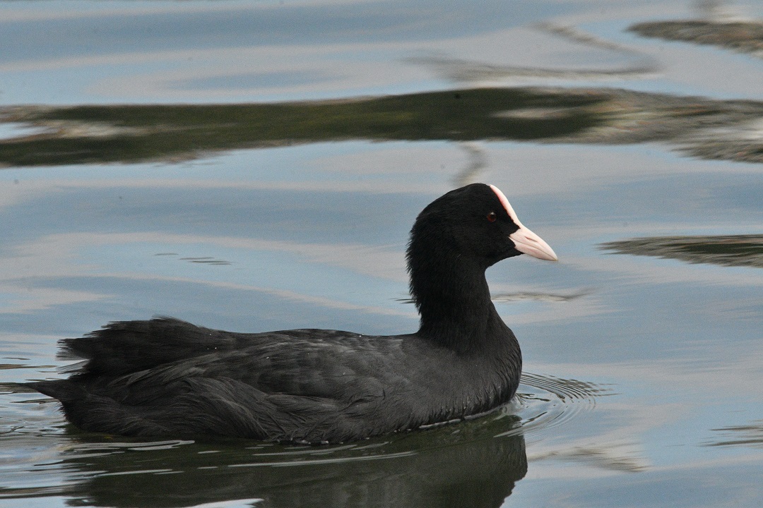 Eurasian Coot