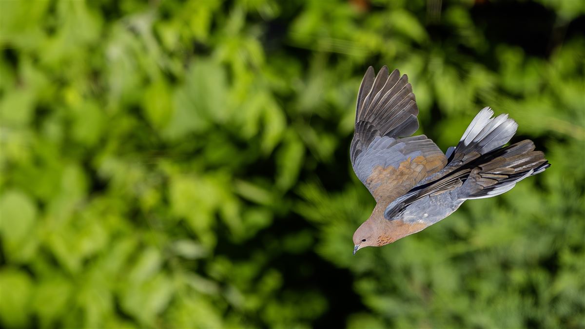 Laughing Dove