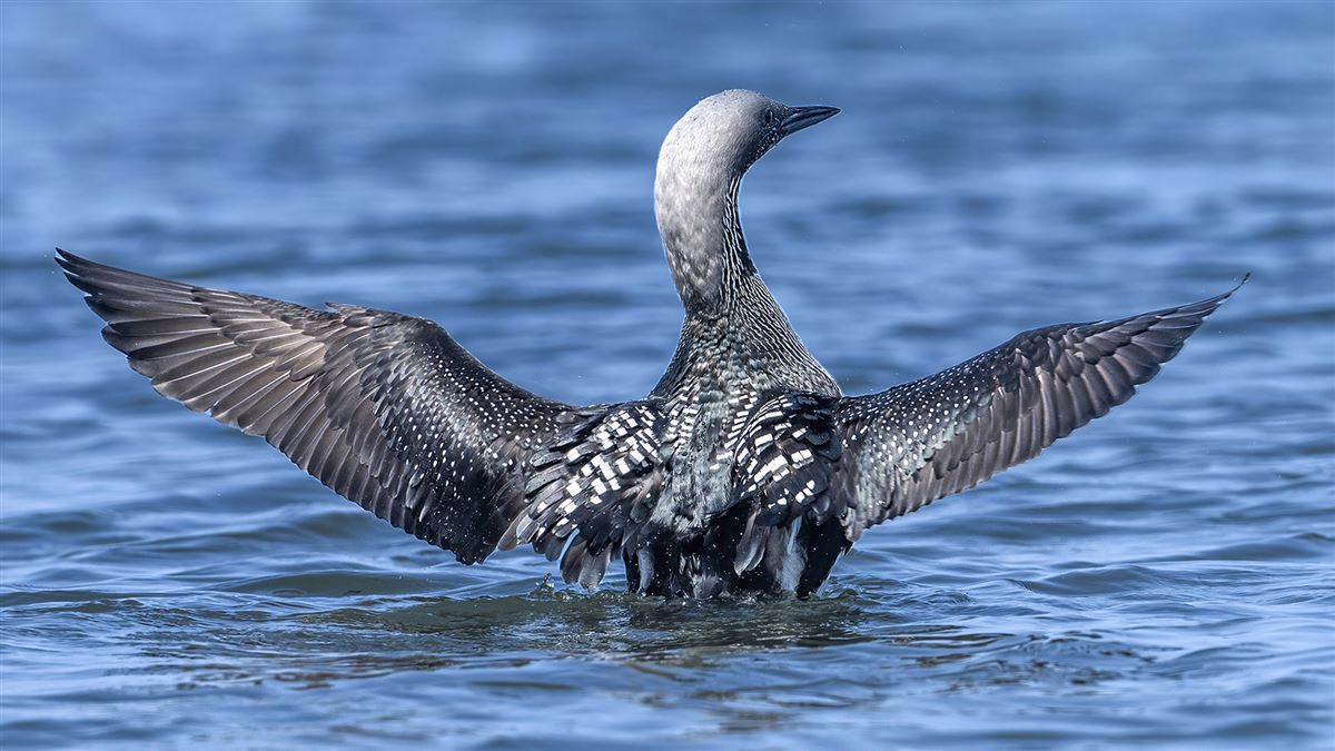 Black-throated Loon