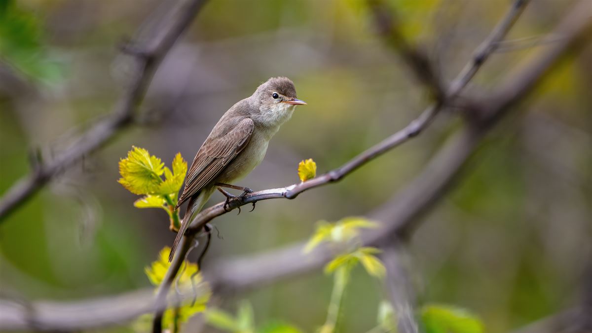 Upcher`s Warbler