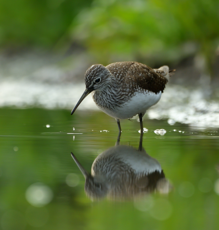 Green Sandpiper