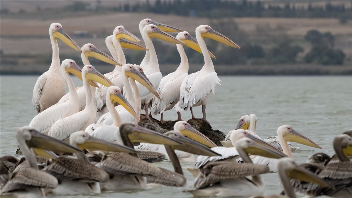 Great White Pelican