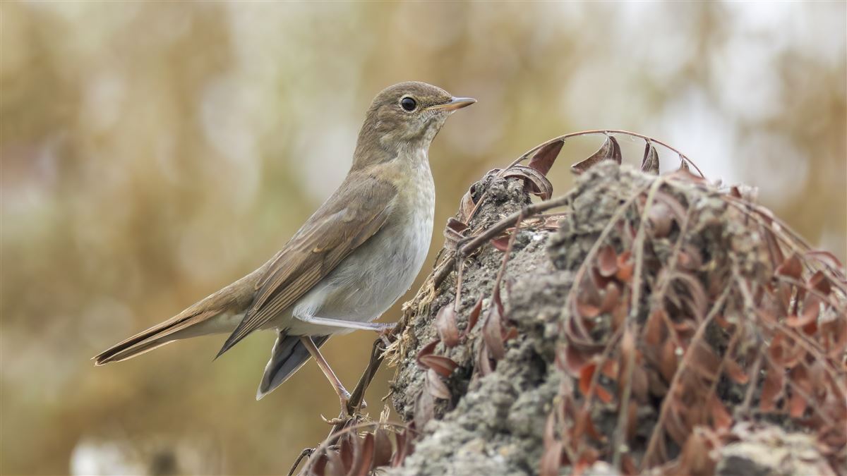 Thrush Nightingale