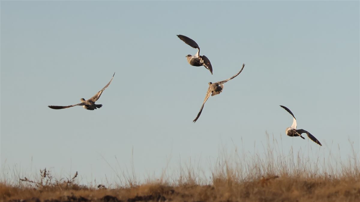 Black-bellied Sandgrouse