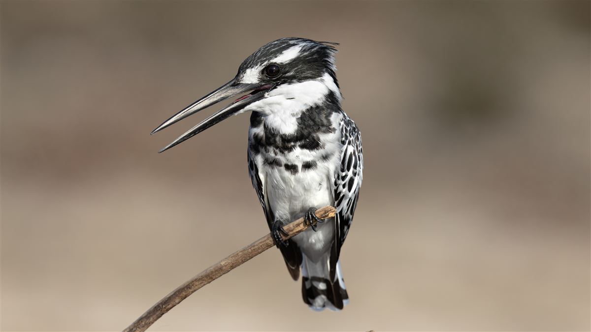 Pied Kingfisher