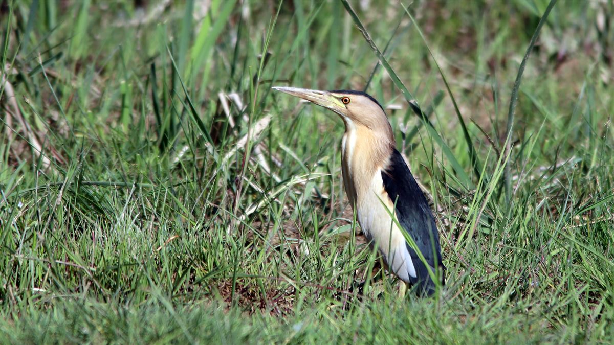 Little Bittern