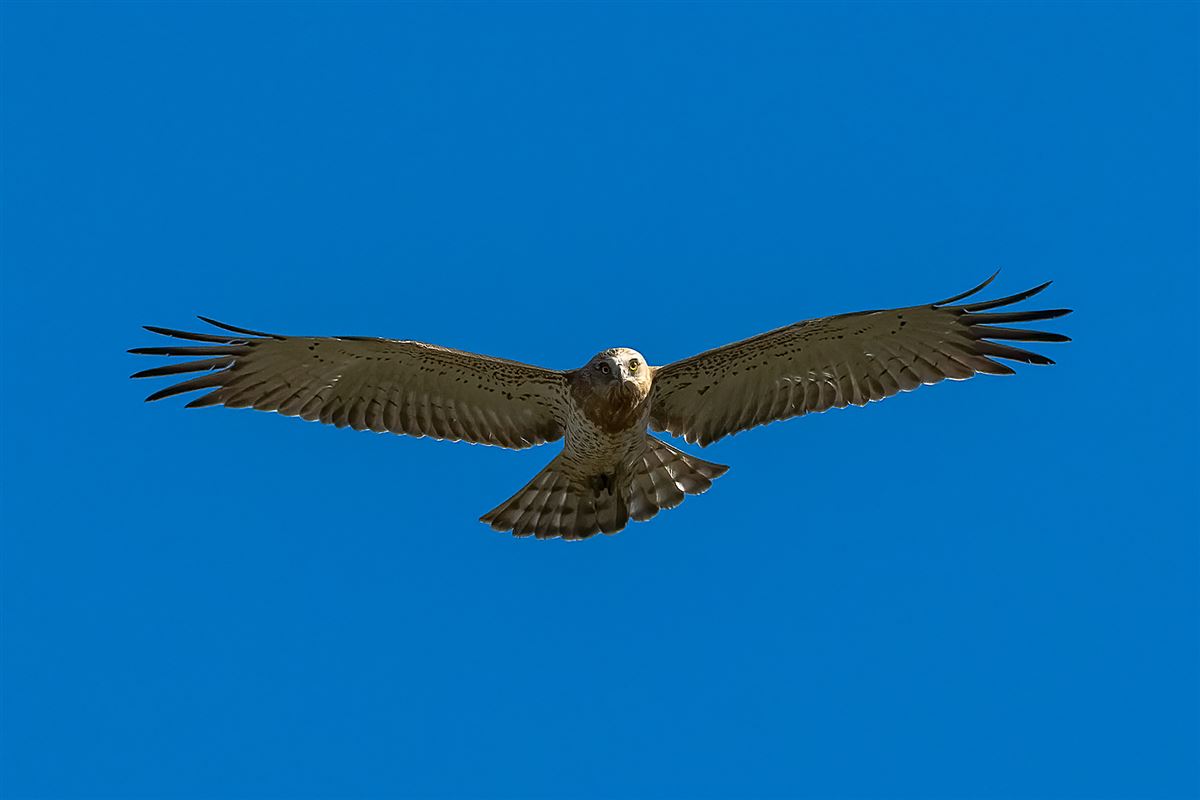 Short-toed Snake Eagle