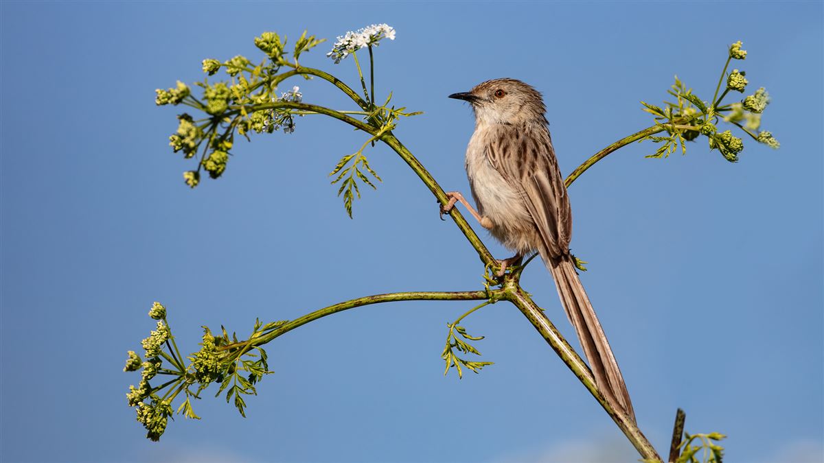 Delicate Prinia