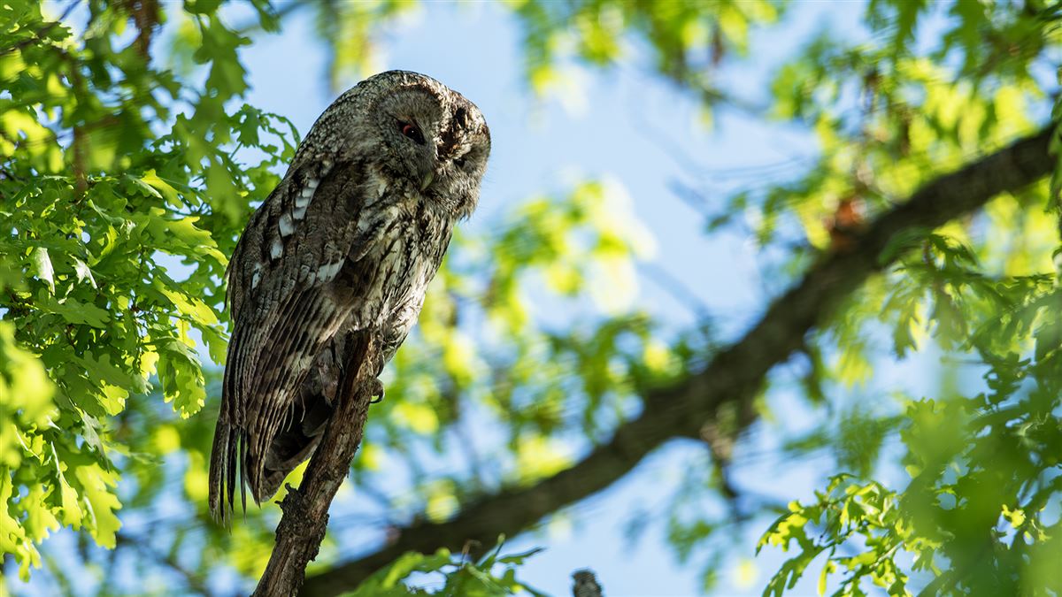 Tawny Owl