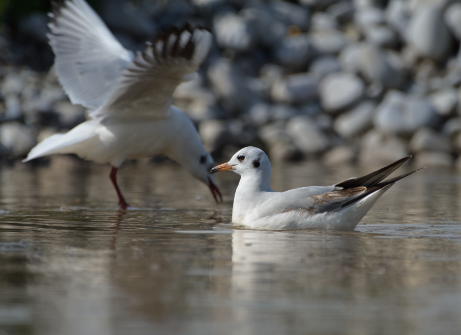 Black-headed Gull