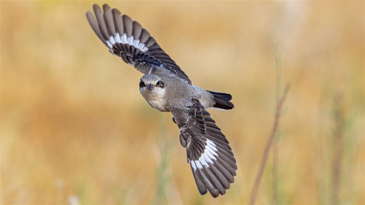Lesser Grey Shrike