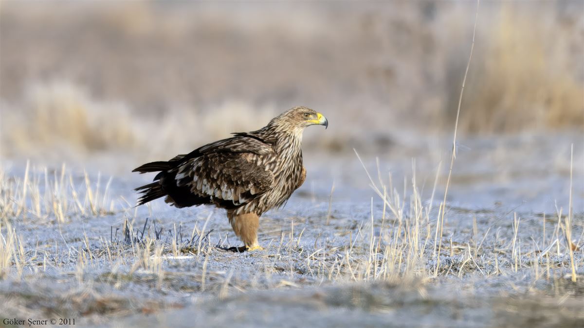 Eastern Imperial Eagle