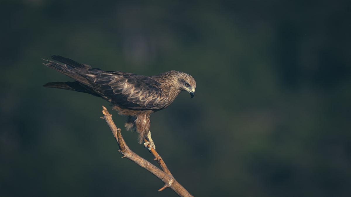 Black Kite