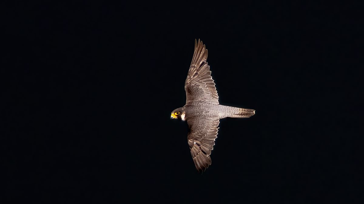 Peregrine Falcon