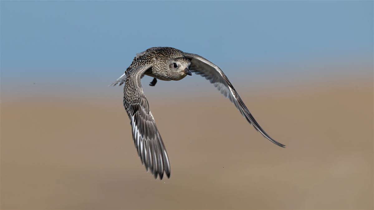 Grey Plover