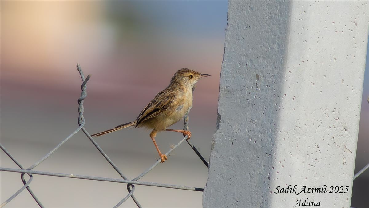 Delicate Prinia