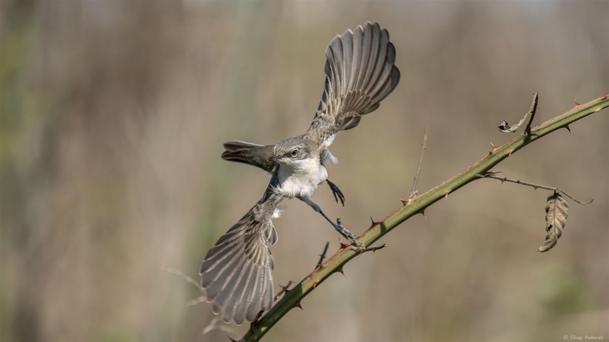 Common Whitethroat