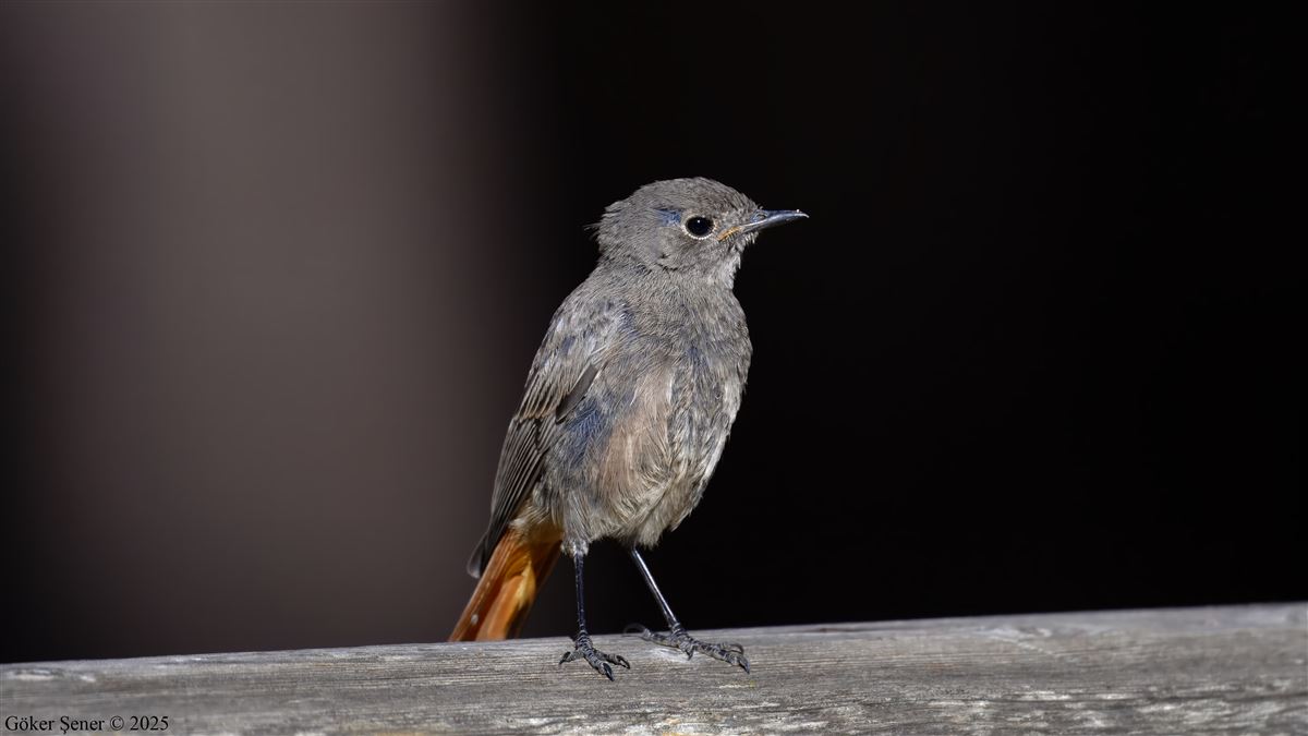 Black Redstart