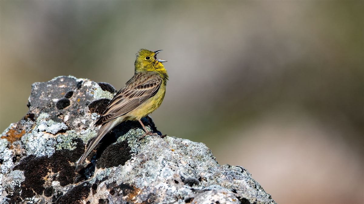 Cinereous Bunting