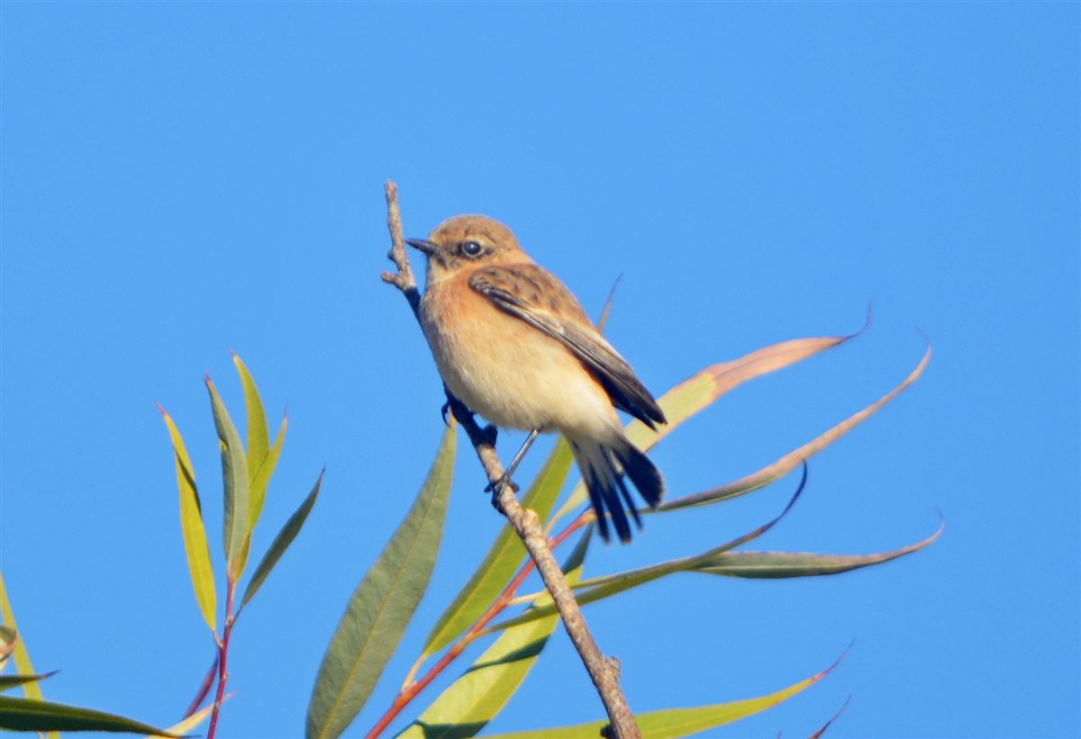Siberian Stonechat