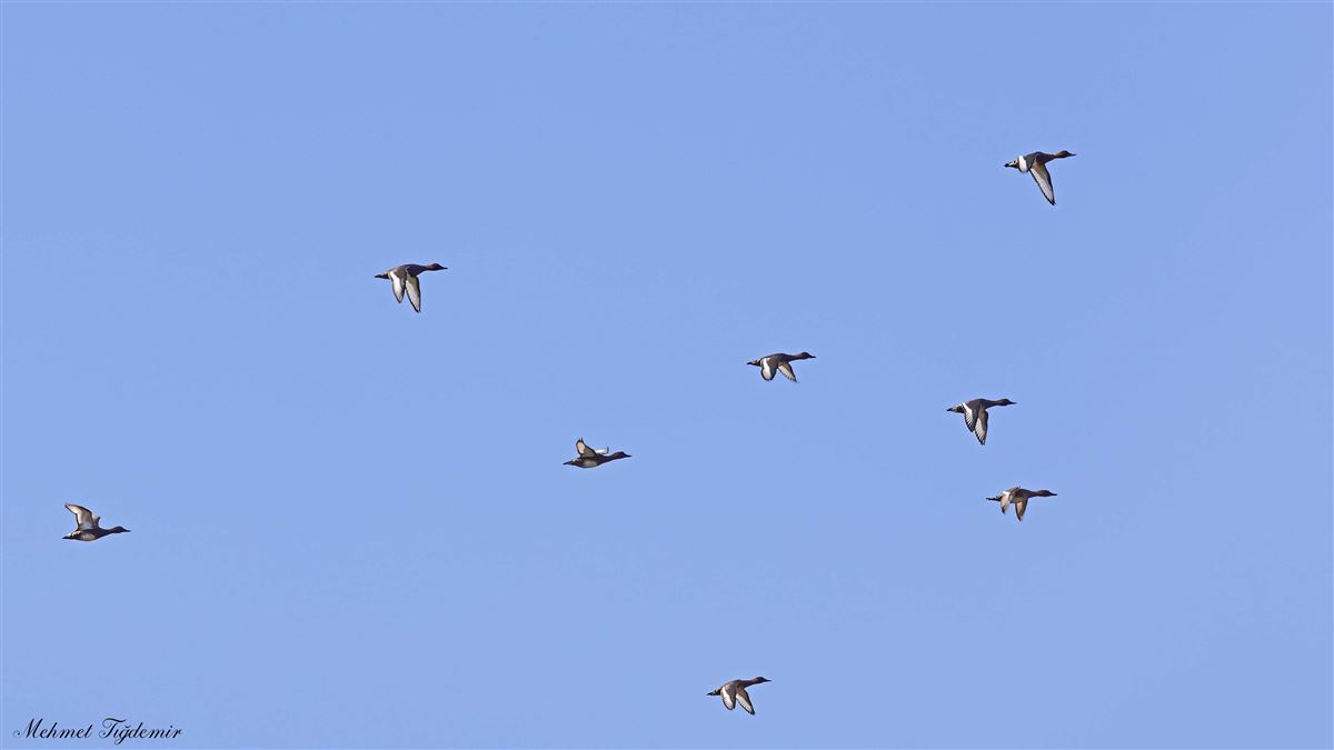 Ferruginous Duck