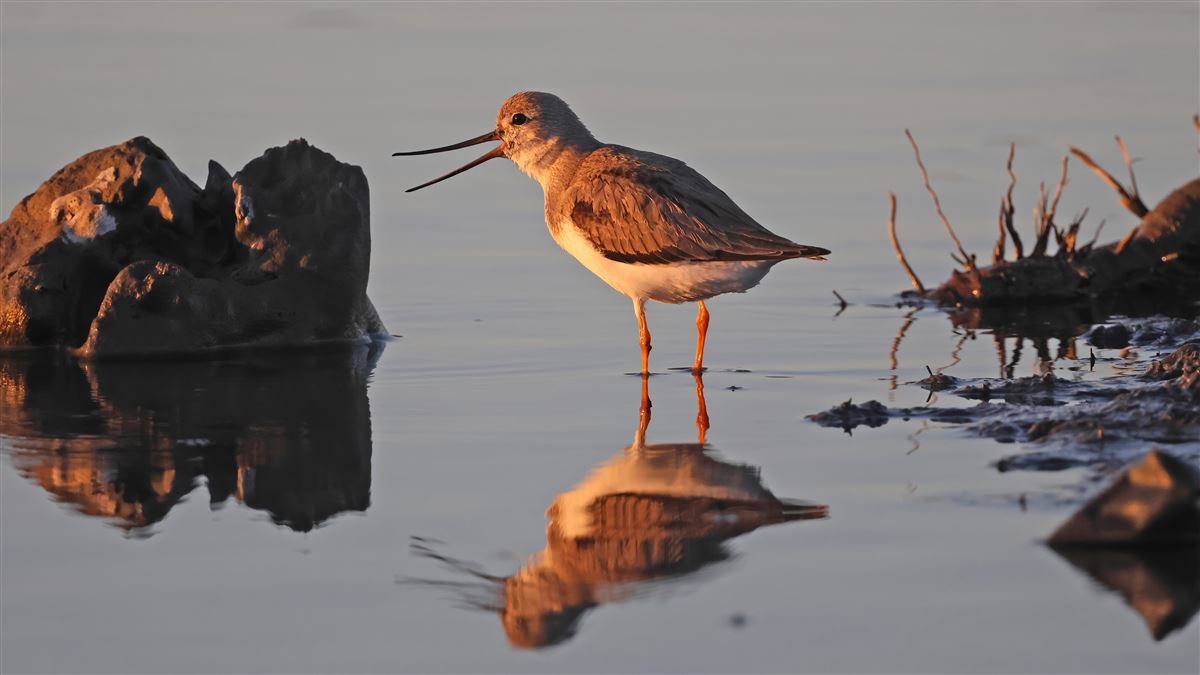 Terek Sandpiper