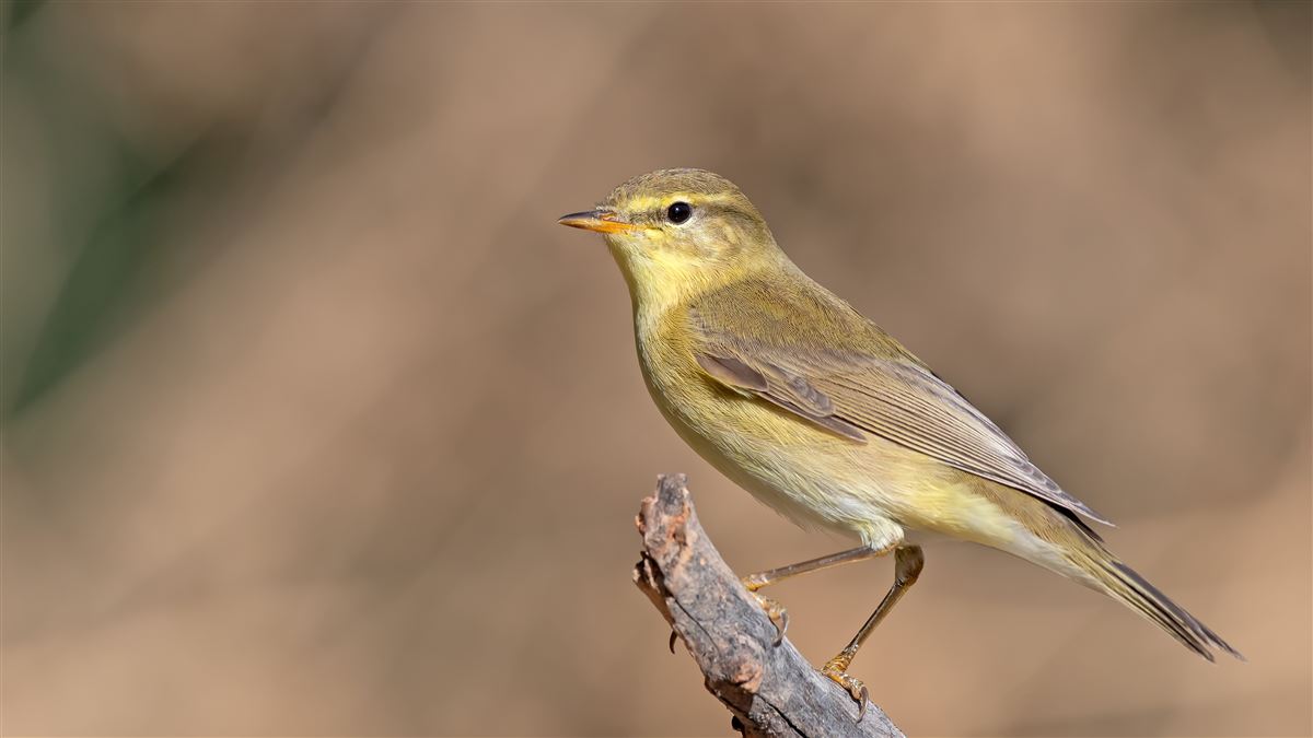 Willow Warbler