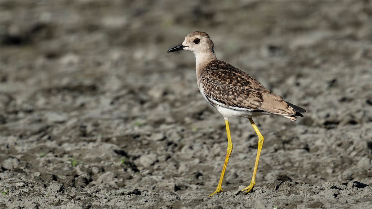 White-tailed Lapwing