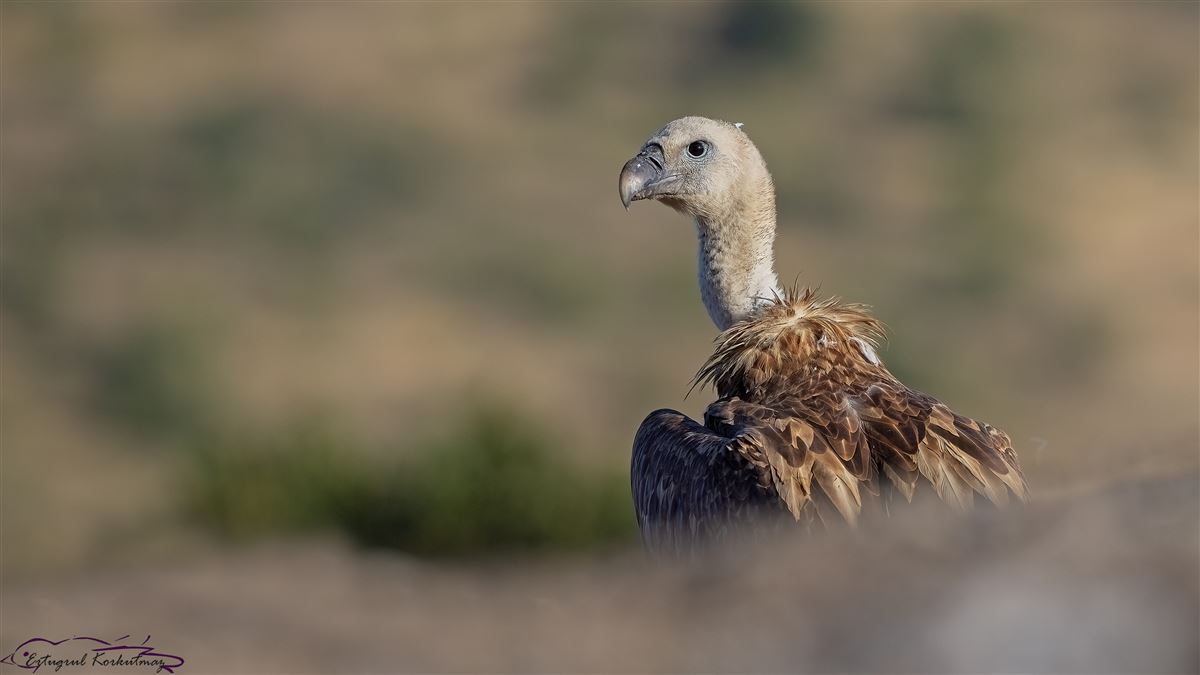Griffon Vulture