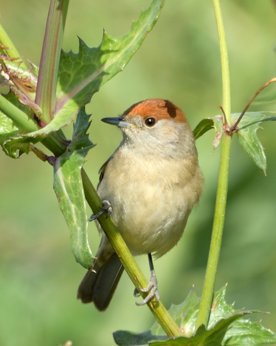 Eurasian Blackcap
